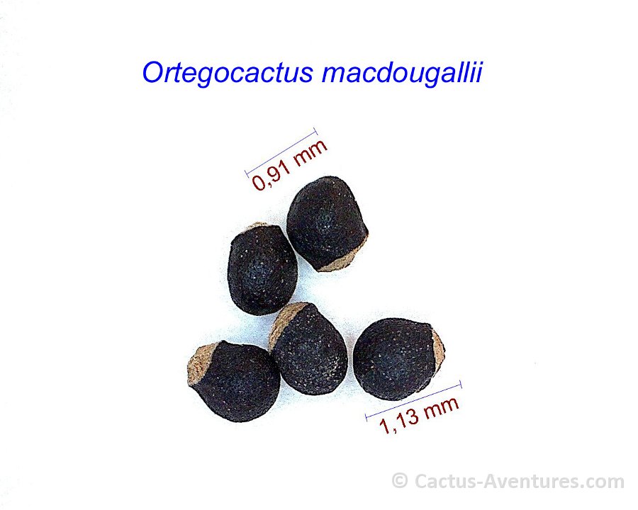 Ortegocactus macdougallii